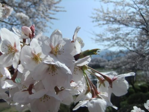 村松公園桜まつりの駐車場は有料 混雑や交通規制にも要注意 主婦のメモ帳